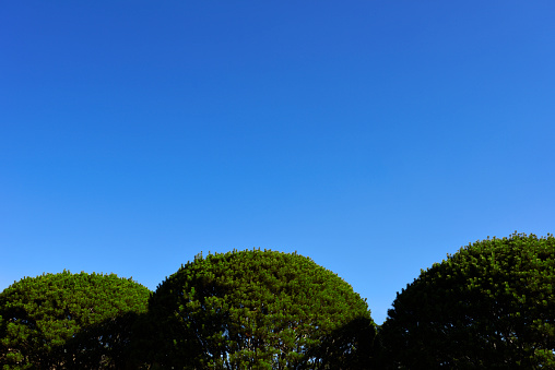 Three round shaped tree against clear sky with copy space.