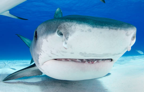 Faccia di squalo tigre - foto stock
