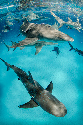 Caribbean Reef Sharks swim just below the surface in crystal blue waters.