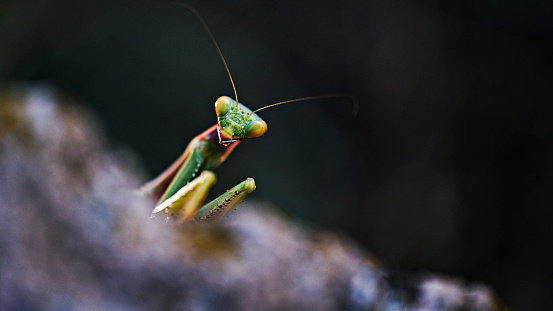 Mantis\nOrder of insects are insects active at night