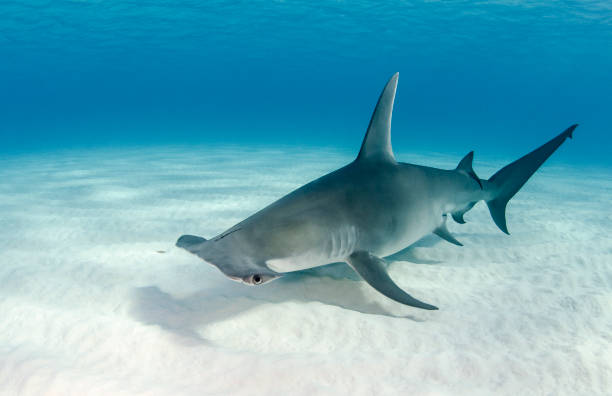 Great Hammerhead Shark on White Sand stock photo