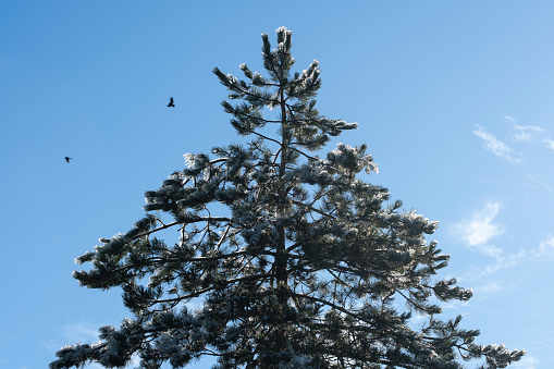 Close up of a Douglas fir tree against blue sky and clouds. Snow melts on a sunny winter day.