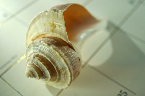 close up shot of conch shell