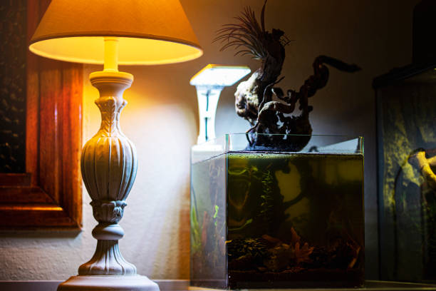istock Nano aquarium with plants 1302712126