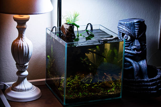 istock Nano aquarium with plants 1302712147