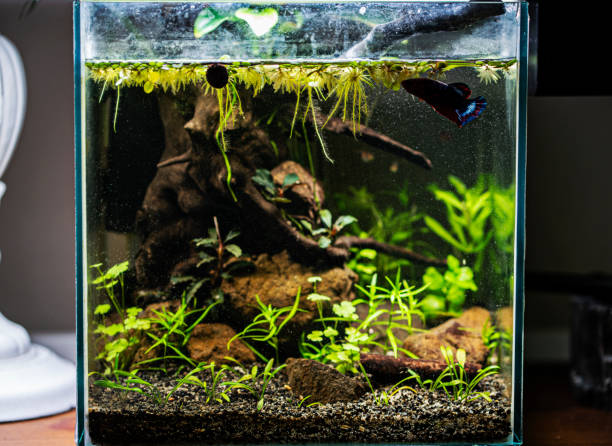 istock Nano aquarium with plants 1302712150