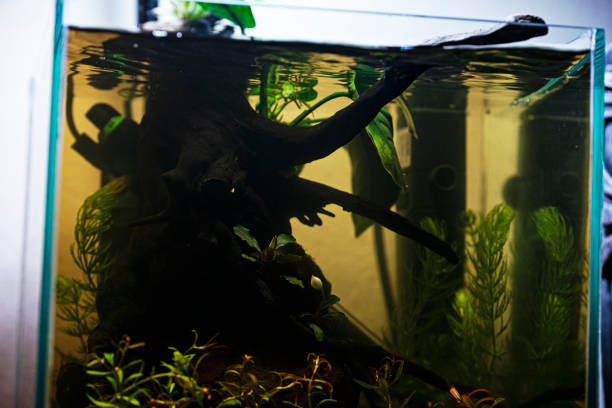istock Nano aquarium with plants 1302712157