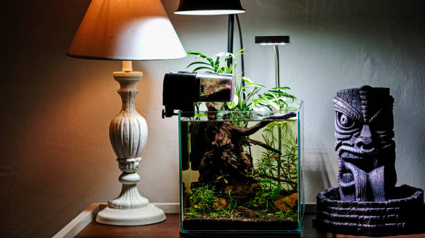istock Nano aquarium with plants 1302712160