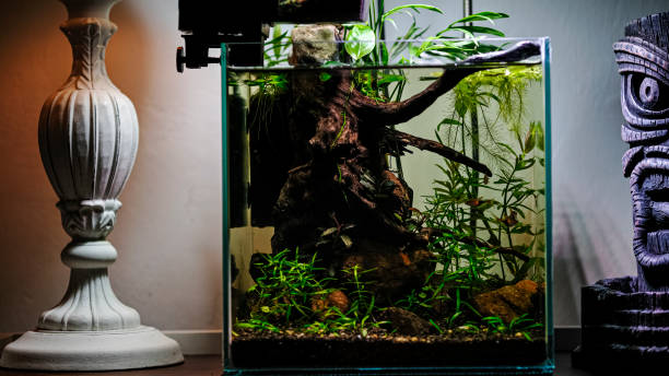 istock Nano aquarium with plants 1302712161