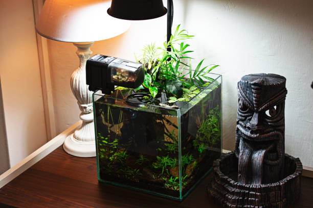 istock Nano aquarium with plants 1302712164