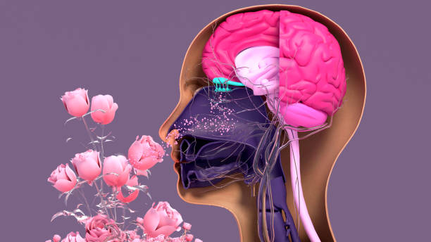 Olfactory system, sensory system used for smelling, olfaction senses. Components of the olfactory system.
