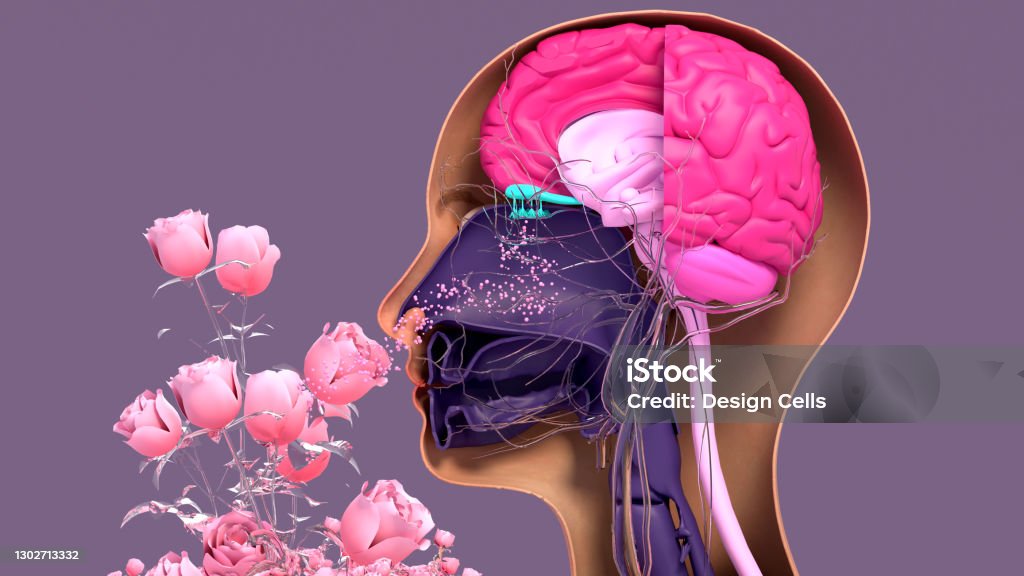 Olfactory system, sensory system used for smelling, olfaction  senses. Components of the olfactory system. Olfactory system, sensory system used for smelling, olfaction 
senses. Components of the olfactory system. Smelling Stock Photo
