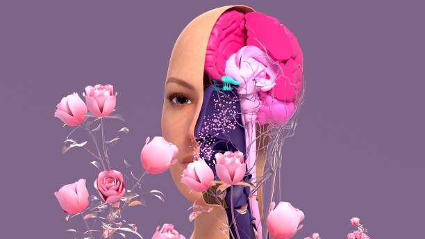 istock Olfactory system, sensory system used for smelling, olfaction  senses. Components of the olfactory system. 1302713341