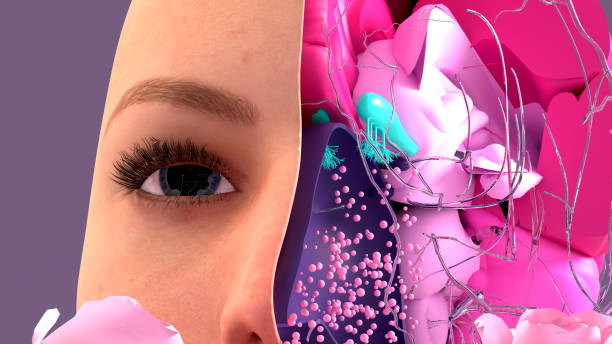 istock Olfactory system, sensory system used for smelling, olfaction  senses. Components of the olfactory system. 1302713342
