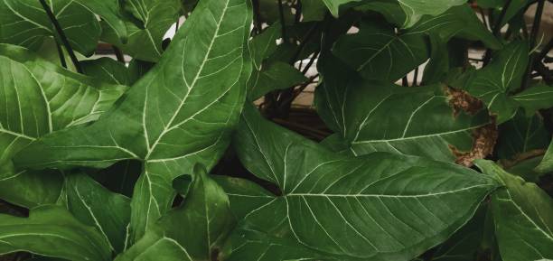 leaf A bunch of leaves behind my yard joule stock pictures, royalty-free photos & images