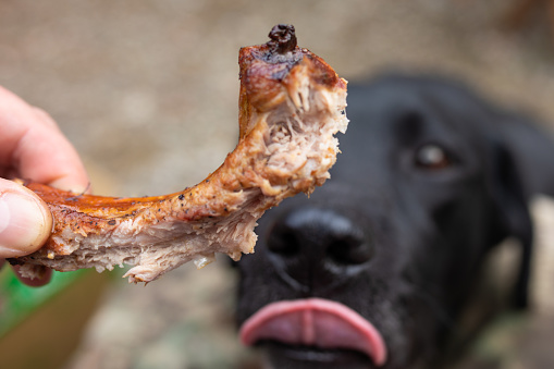 A black Labrador looking anxiously at a half eaten sparerib with his tongue out licking his lips.