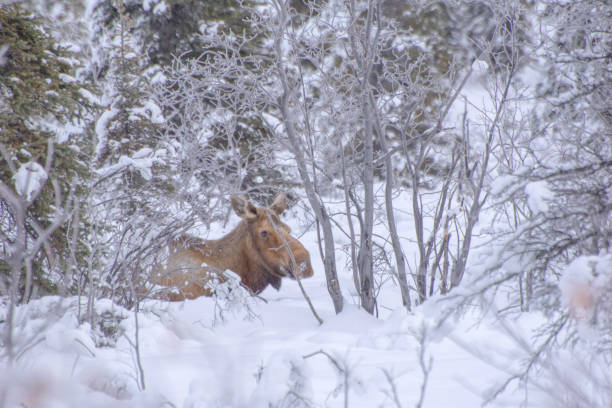 istock Moose of Alaska 1302716152