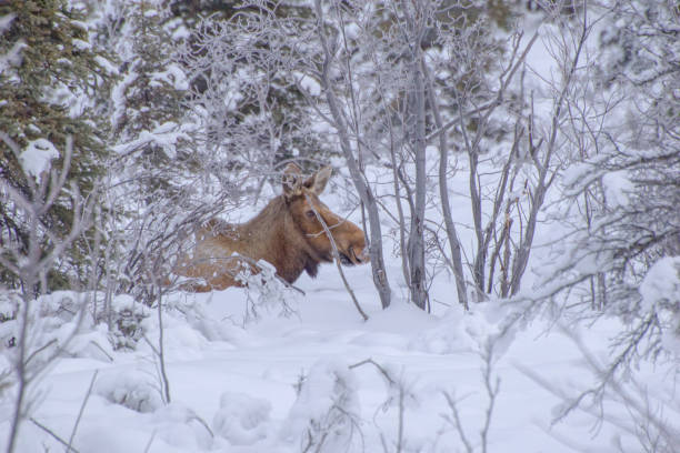 istock Moose of Alaska 1302716153