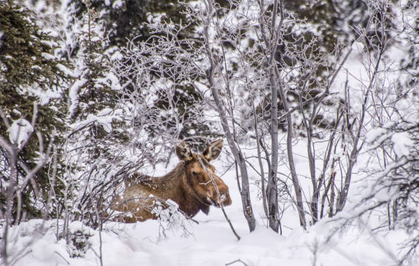 istock Moose of Alaska 1302716164