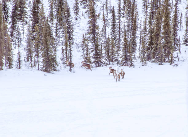 istock Caribou Herd Running For Safety 1302716178