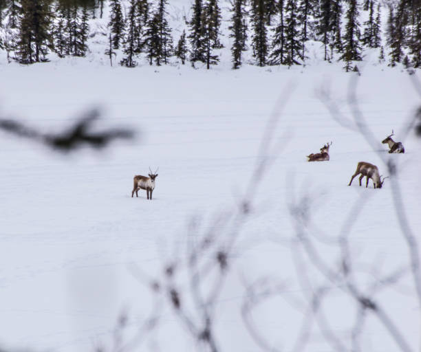 istock Caribou - A View Through The Trees 1302716189