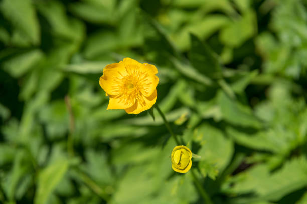 Alpine plants in Mount Kitadake ( Scientific name: Trollius japonicus ).Mount Kitadake is known as the second highest mountain in Japan.