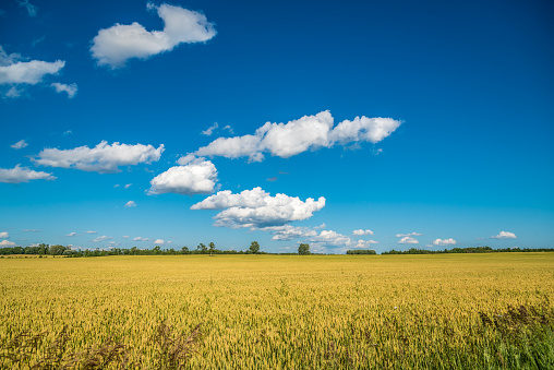 Wheat field and blue sky with clouds. Muskoka. Canada.