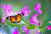 istock The Plain Tiger Butterfly 1302721555