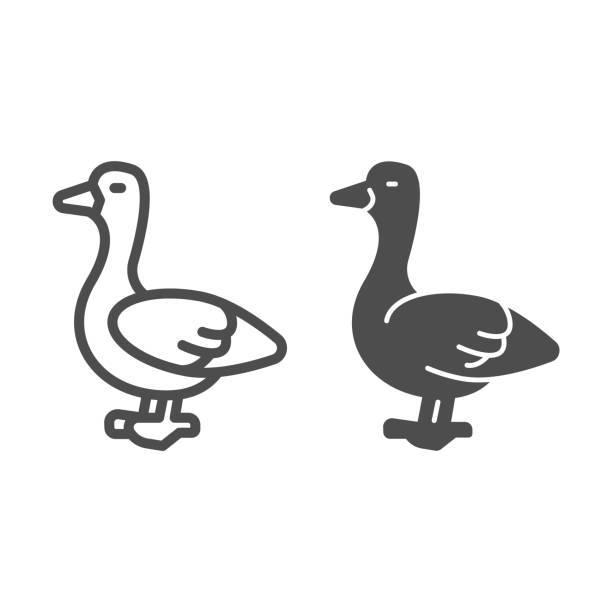 gänselinie und solide ikone, haustiere konzept, geflügel vogel zeichen auf weißem hintergrund, silhouette einer gänse-ikone im umriss-stil für mobiles konzept und web-design. vektorgrafiken. - duck animal egg isolated bird stock-grafiken, -clipart, -cartoons und -symbole