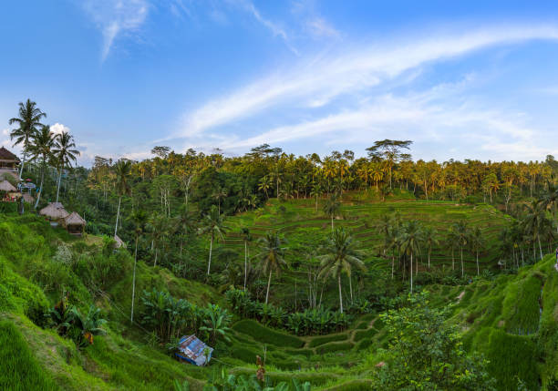 istock Rice fields Jatiluwih - Bali island Indonesia 1302722666