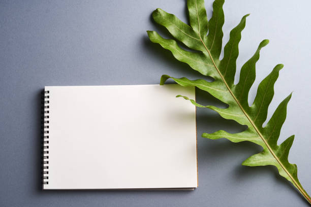 istock blank drawing pad and wart fern leaf on the gray background 1302724760