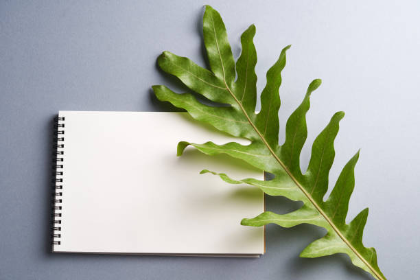 istock blank drawing pad and wart fern leaf on the gray background 1302724780