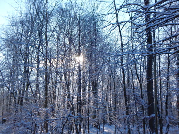 istock Walk through a magical world with snow 1302725828