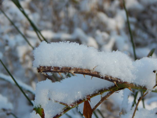 istock Walk through a magical world with snow 1302725840