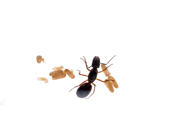 Black Ant Queen