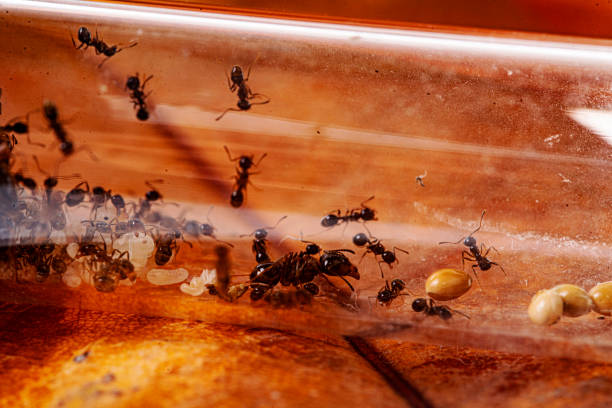 istock Ant Colony in test tube 1302728404