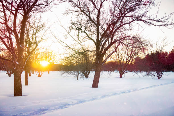 Rural meadow Winter scene at sunset with light back lit flurries creating a magical atmosphere. The footprints cross diagonally.