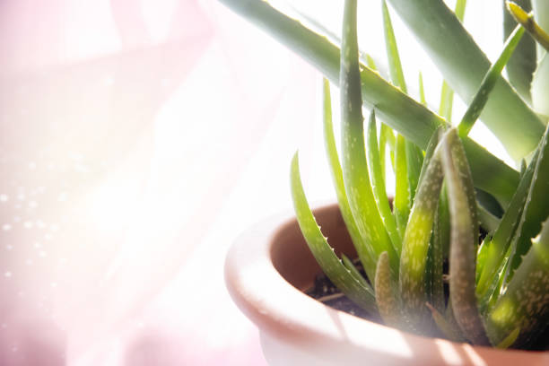 Aloe with bright green leaves and drops of water close-up side view. Background and place for your lettering.