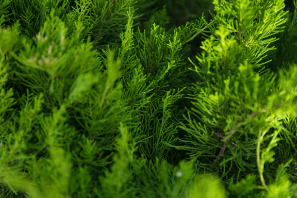 istock Macro background of Christmas green tree branches. 1302729855