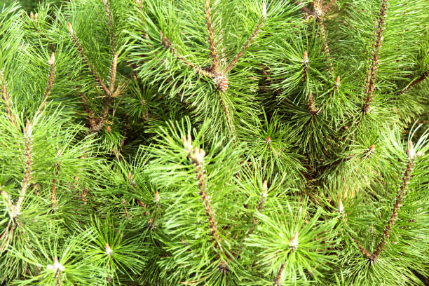 istock Macro background of Christmas green tree branches. 1302729860