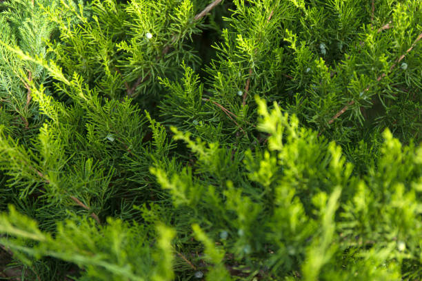 istock Macro background of Christmas green tree branches. 1302730020