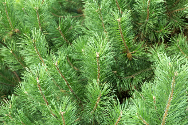 istock Macro background of Christmas green tree branches. 1302730402
