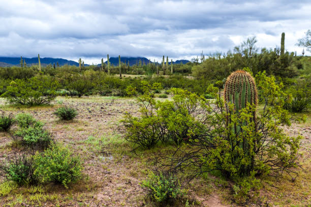 sonoran desert, arizona. saguaro kaktus, grüne wüstenpflanzen. hügel mit wolken im hintergrund bedeckt. - sonora state stock-fotos und bilder