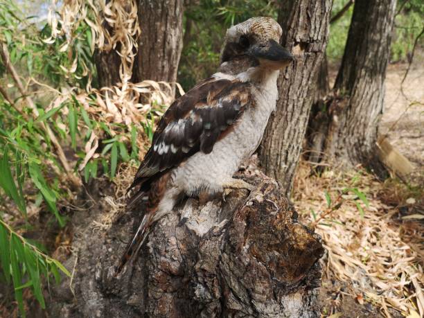 istock The iconic Australian Kookaburra 1302732224