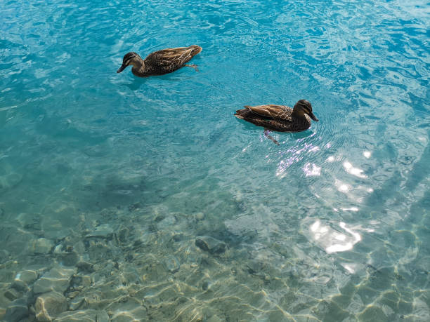 Horizontal image of birds. Stockton lake, Australia Feb 2021.