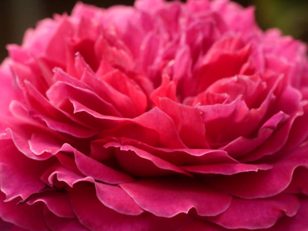 istock Close up flower for Background. 1302738686