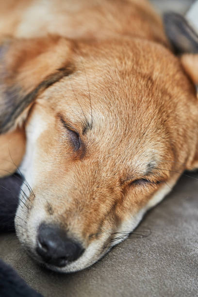 istock Cute red-haired dog with hanging ears sleeps on a sofa on a blanket 1302739279