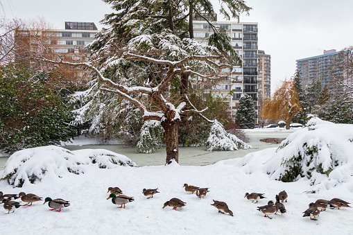 Mallard Ducks in Beacon Hill Park on a snowy day.