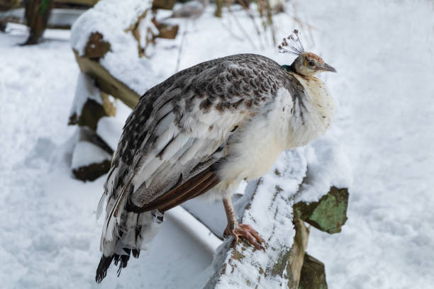 Young peacock perched on a fence in the snow.