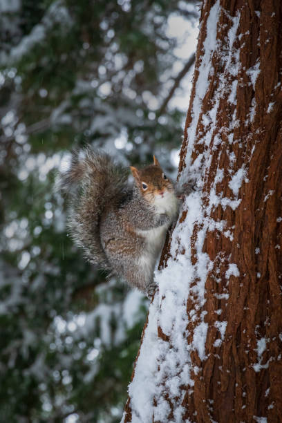 Cute gray squirrel hanging off the side of a snowy tree.